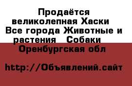 Продаётся великолепная Хаски - Все города Животные и растения » Собаки   . Оренбургская обл.